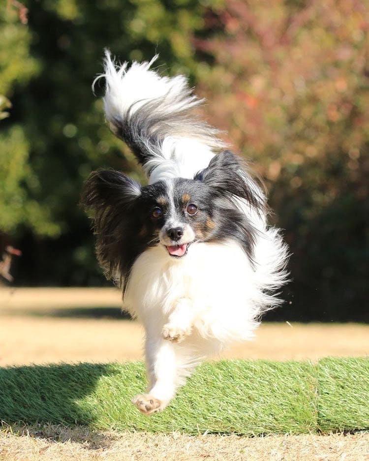 らぶちゃん写真