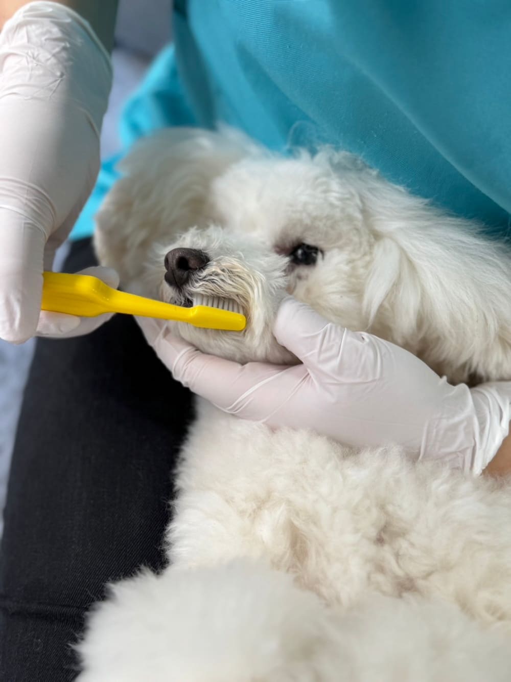 歯磨きレッスン